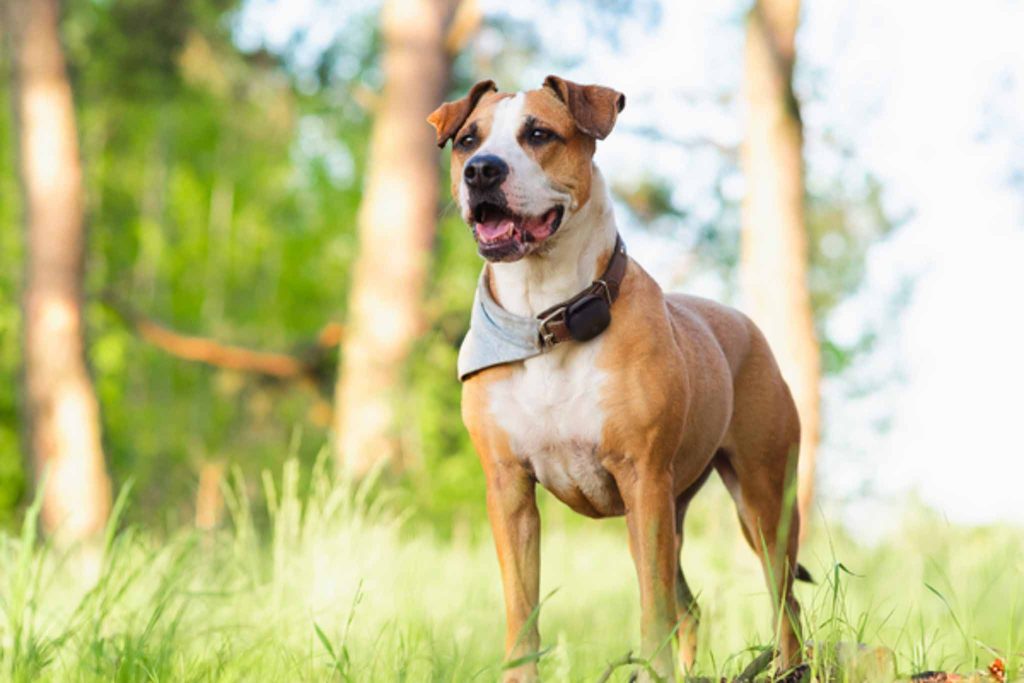 Traceur d'animaux de compagnie