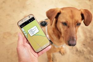 Application et GPS pour animaux de compagnie