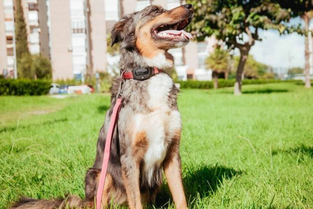 Chien avec un traceur GPS sur son collier