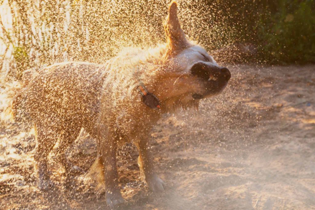 Chien jouant dans leau