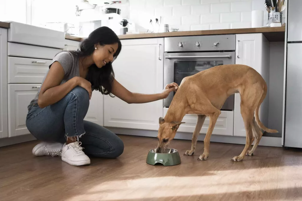 Chien mangeant avec son maitre