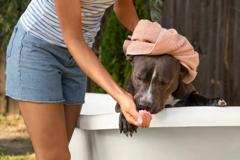 Un maitre lave son chien contre le coup de chaleur sur animaux de compagnie