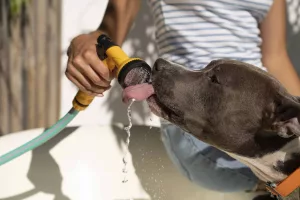 Un chien reçoit un bain et lèche l'eau qui sort du tuyau pour Prévenir et traiter les coups de chaleurs en été