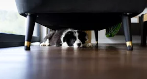 un chiot cache sous le canape a la maison