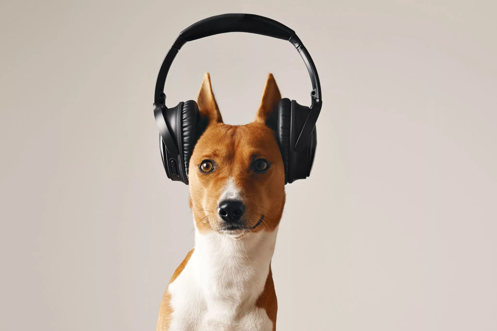 Un chien basenji marron et blanc aux yeux ouvert portant un grand casque sans fils noir