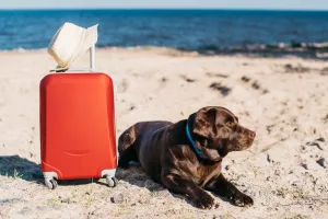Chien sur la plage avec une valise