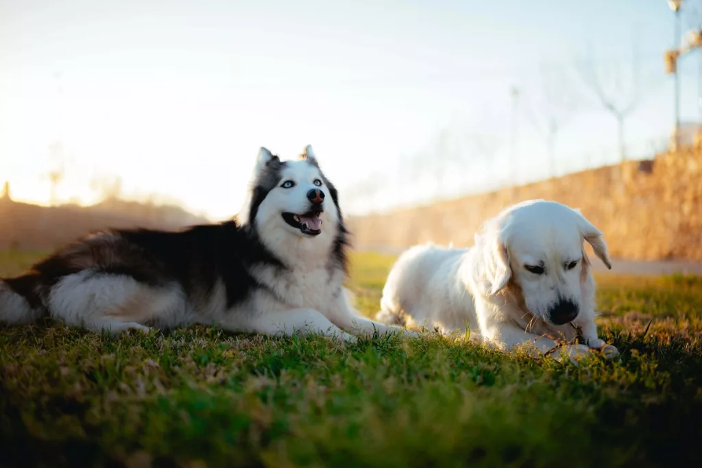 Deux chiens assis sur le gazon