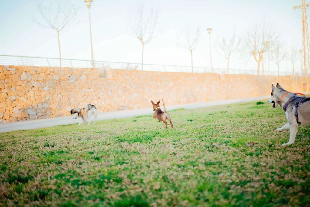 Quatre chiens jouent librement en plein air avec des traceurs sur leurs colliers