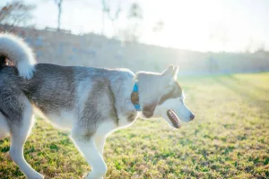 un chien qui porte un collier avec traceur GPS se balade sans son maitre