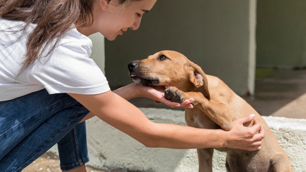 Femme jouant avec son animal de compagnie