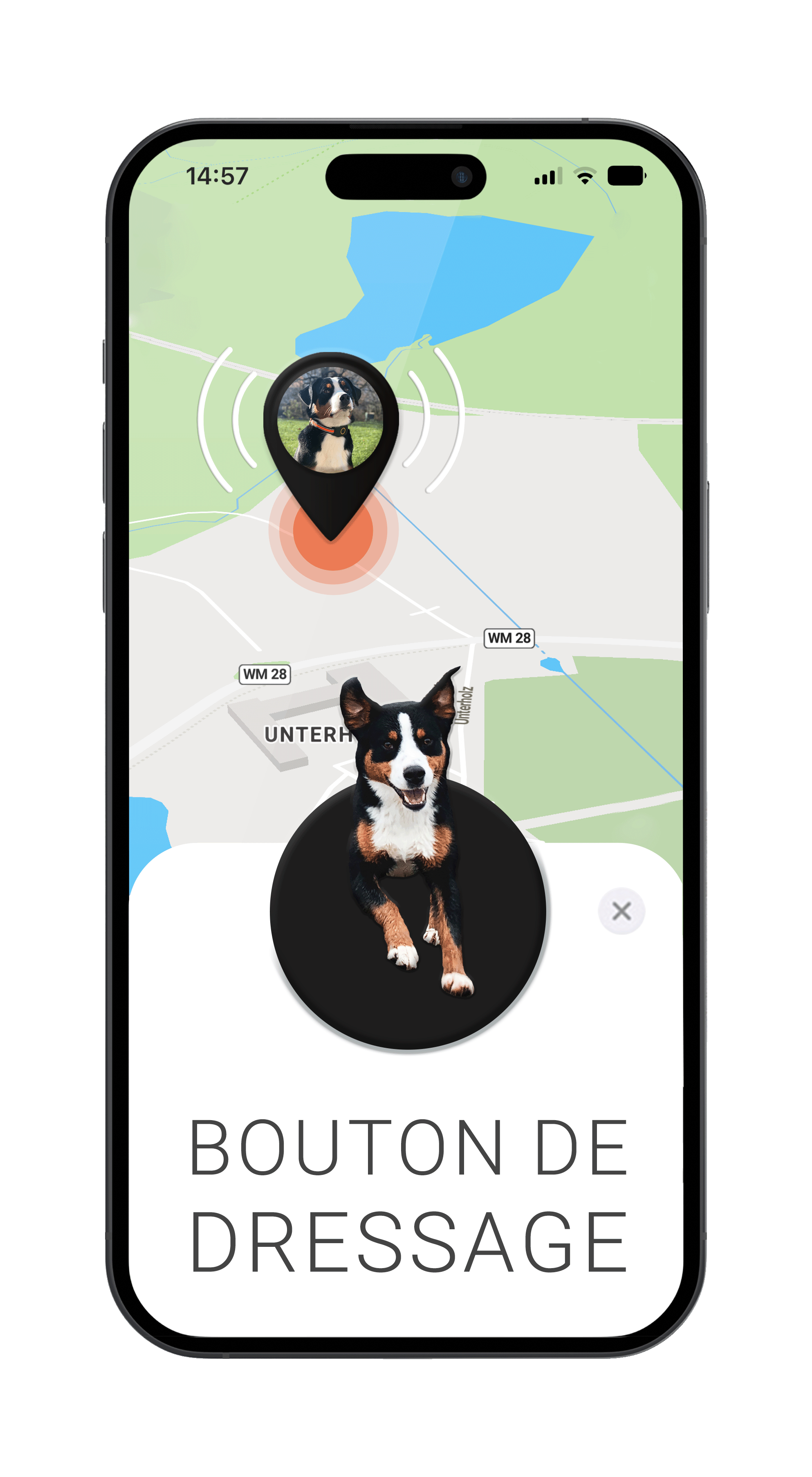 Mockup avec chien et bouton de dressage