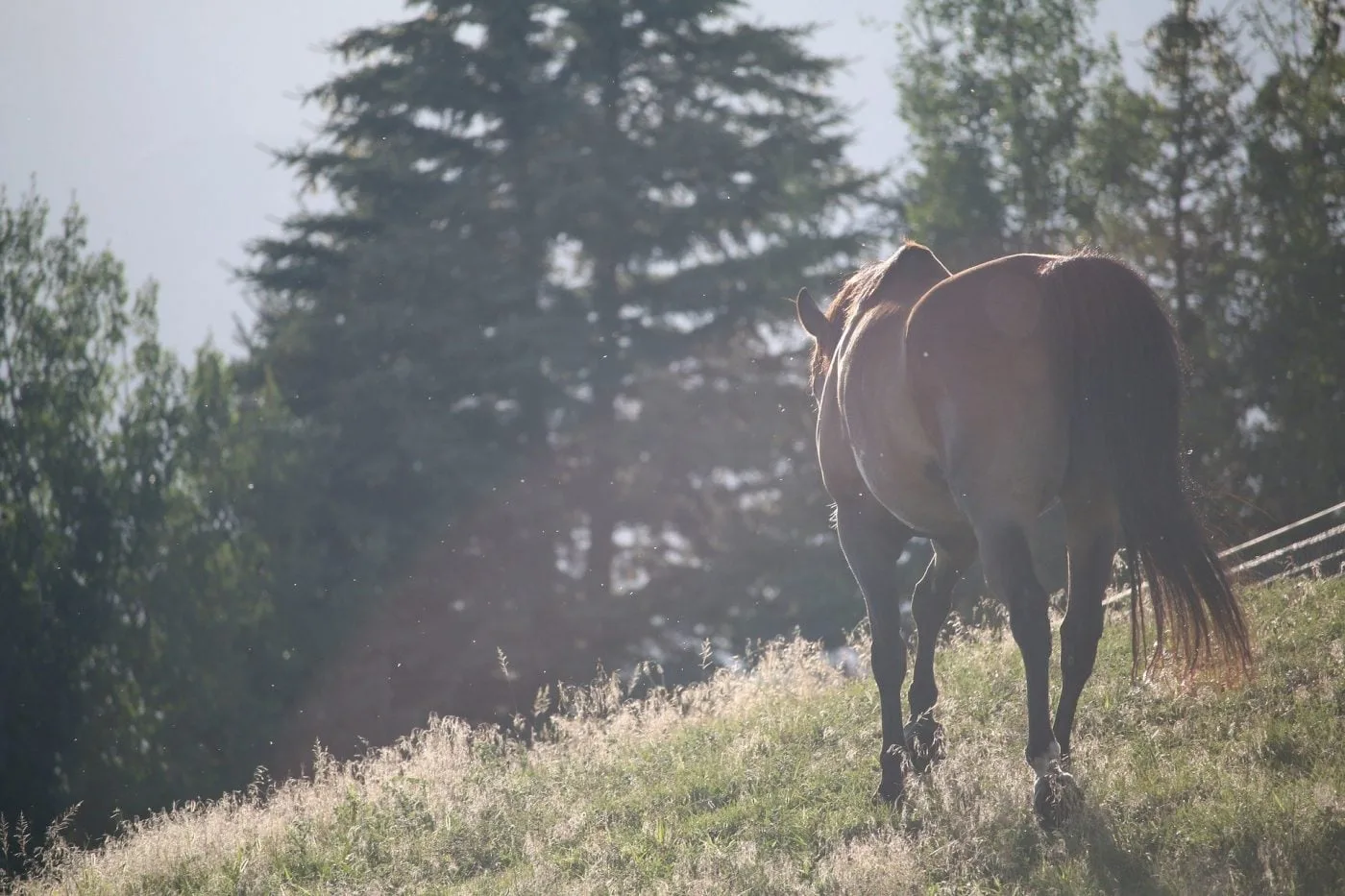 Un cheval dans la péri