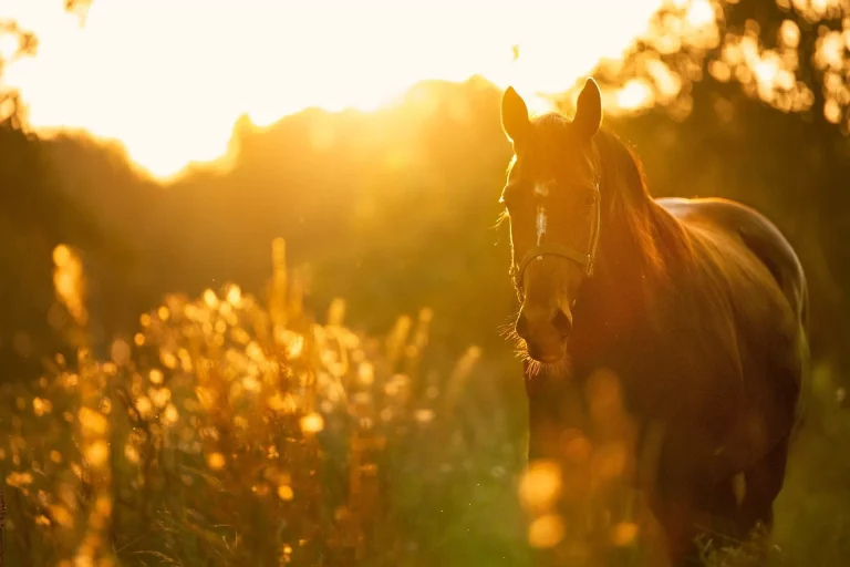 Un cheval au coucher du soleil