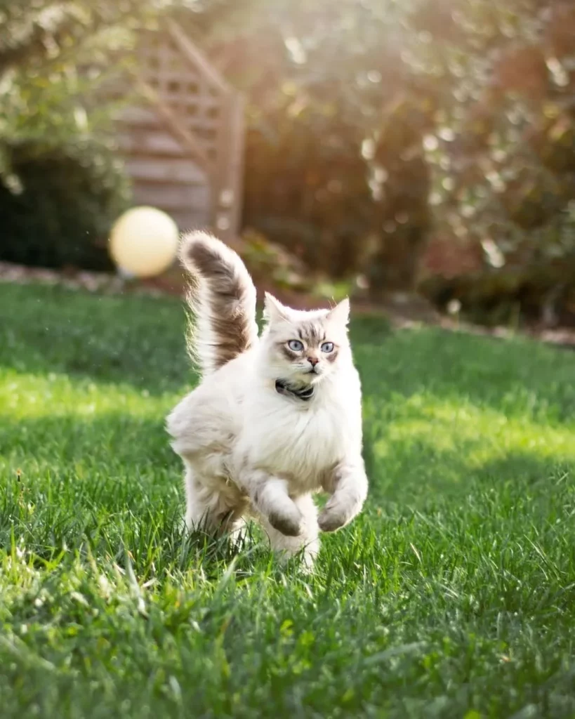 Un chat avec un collier GPS autour du coup courent dans le jardin