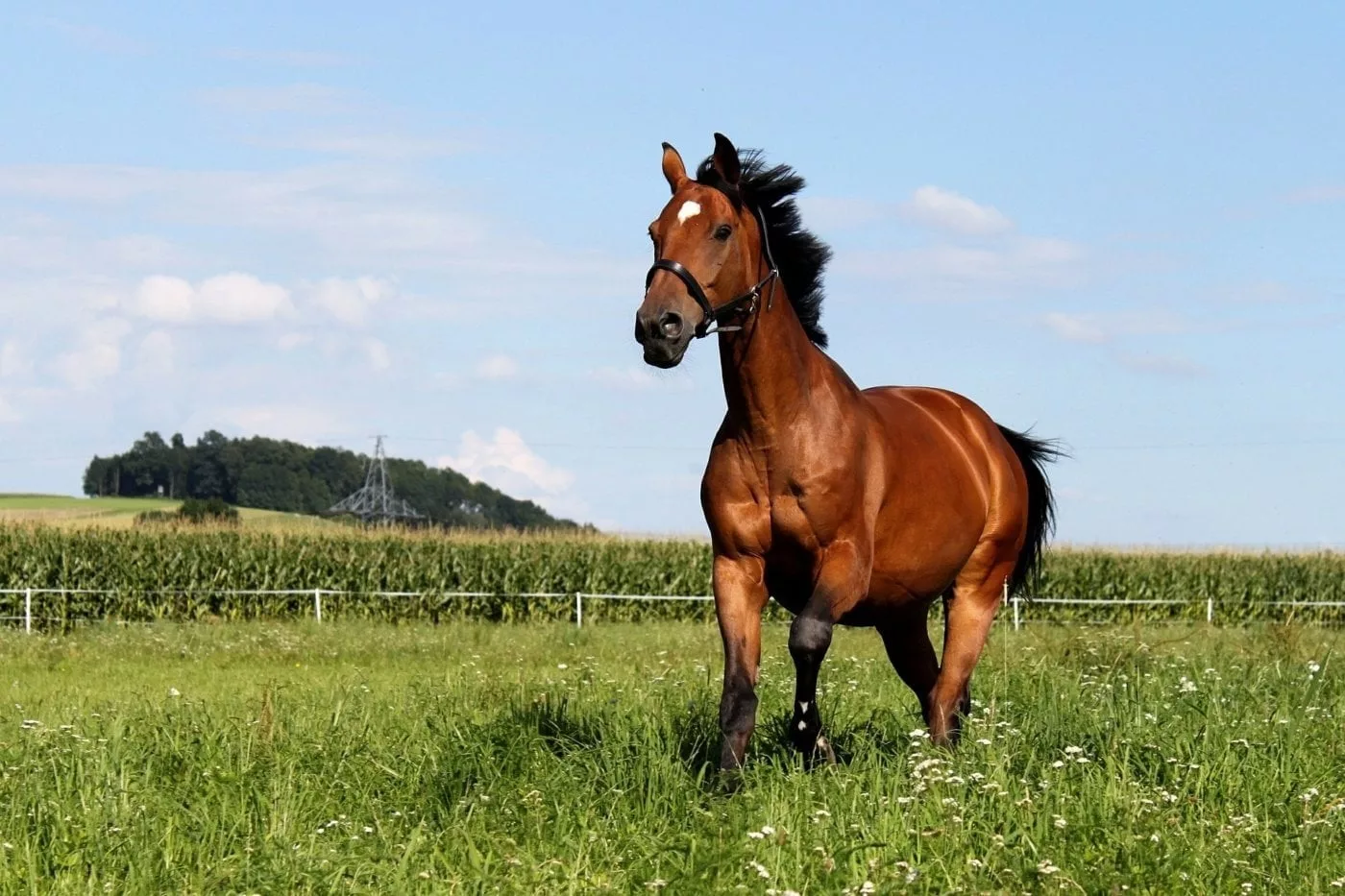 Un cheval galope dans l herbe