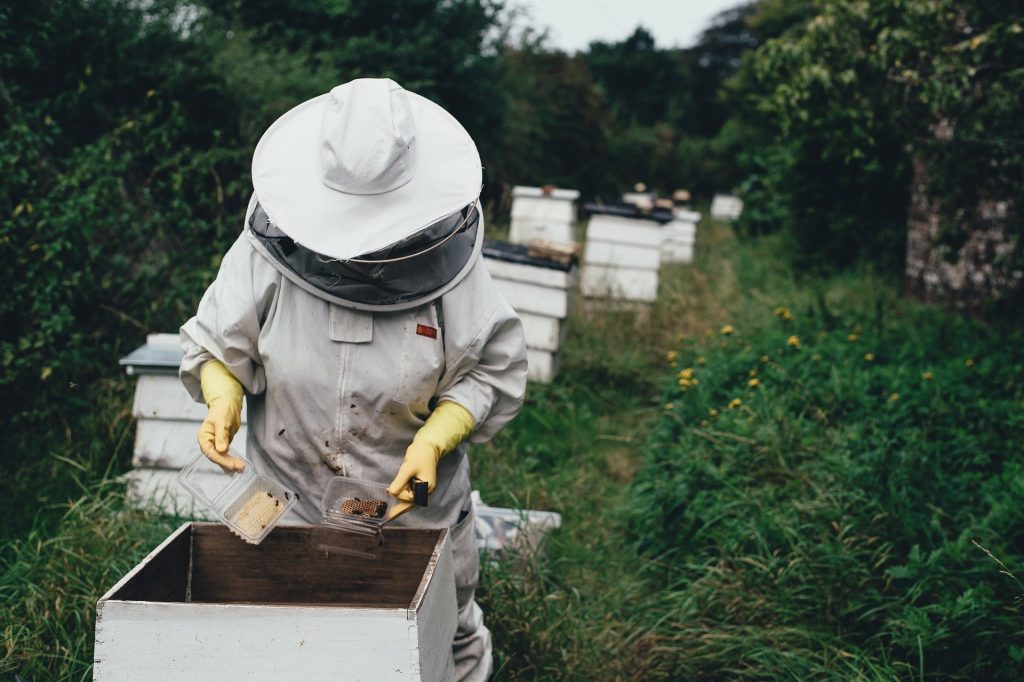 Un apiculteur collecte le miel d abeille dans sa combinaison