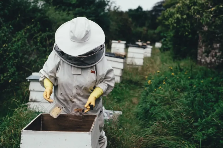 Un apiculteur collecte le miel d abeille dans sa combinaison.