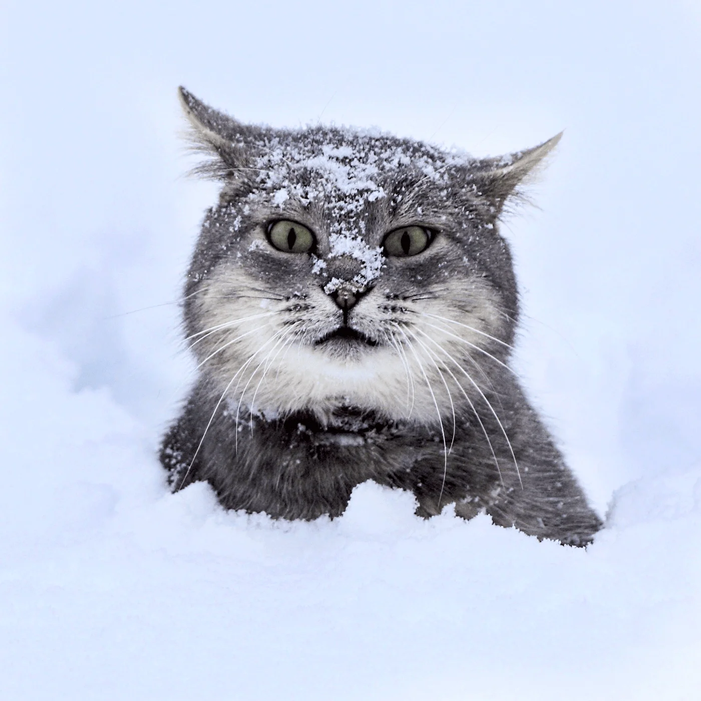 Un chat joue dans la neige