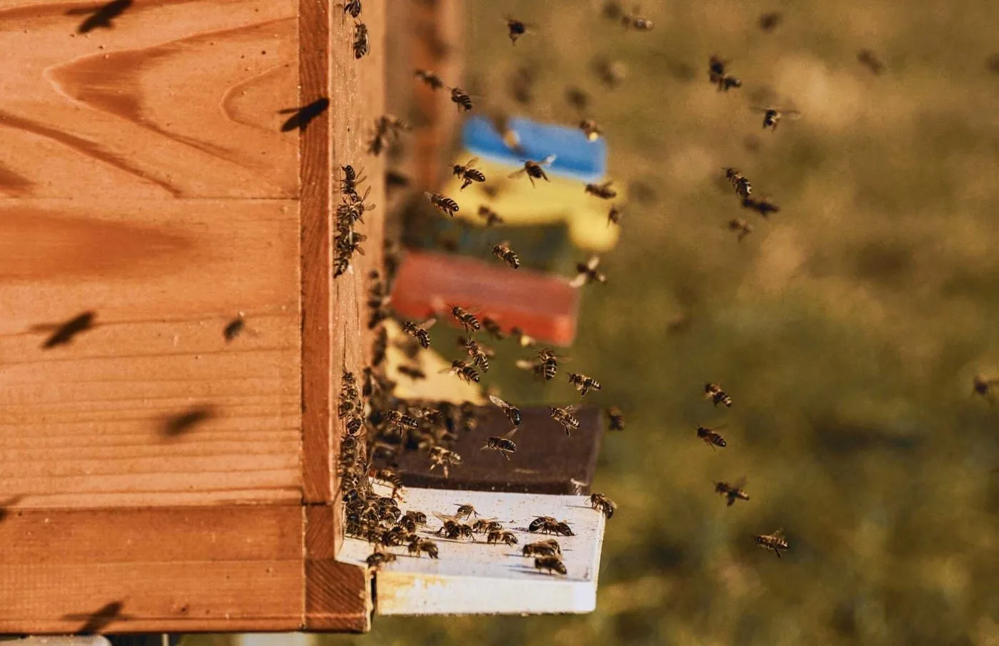 Une ruche d abeille surveille par un traceur GPS