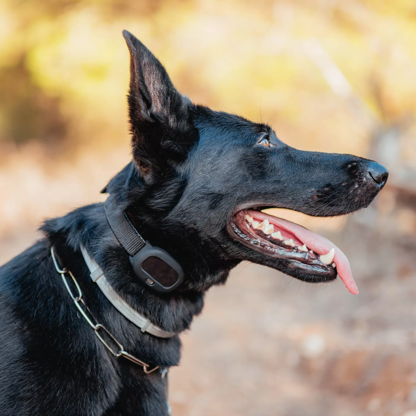 Un chien noir avec collier GPS PAJ Pet Finder