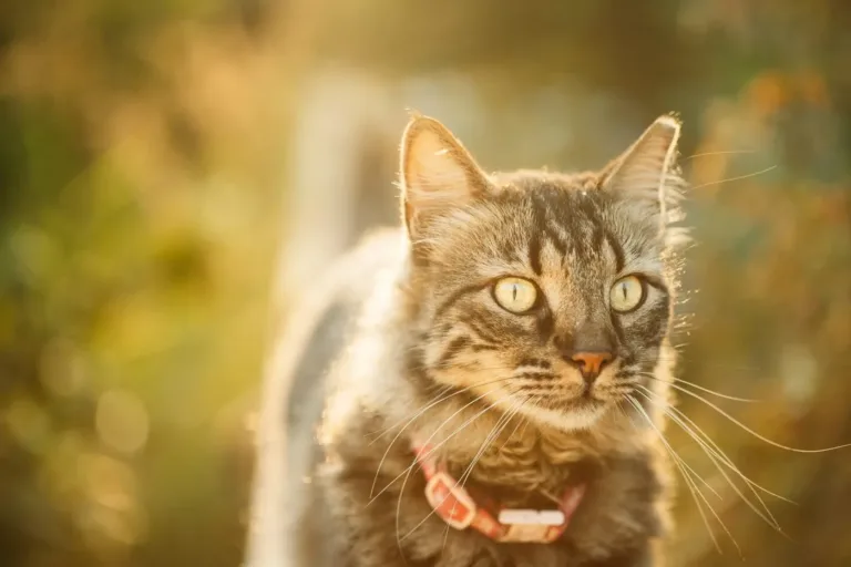 Un chat gris en journee ensoleille