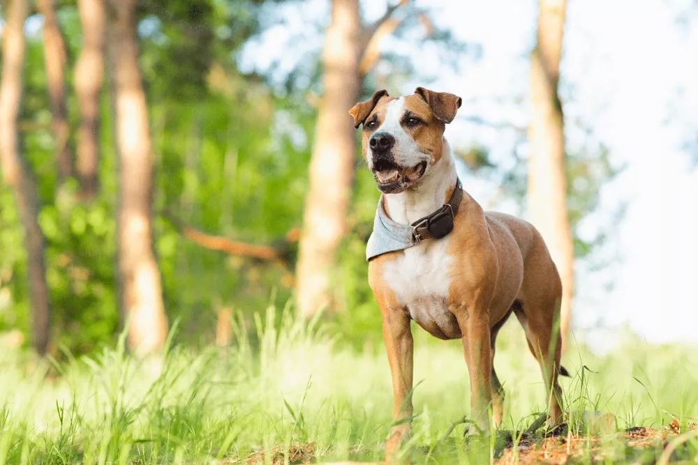 Un chien avec un collier GPS autour du cou