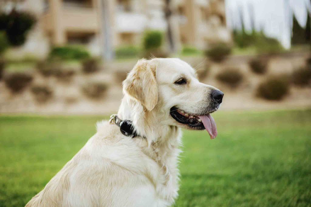 Le collier GPS pour chien: Localisez votre animal facilement