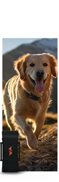 Traceurs GPS pour chiens PAJ GPS Tracker