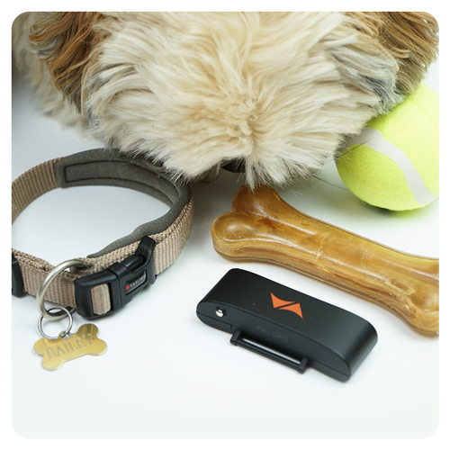 Un petit chien devant un ose, un collier et un traceur GPS PET Finder 4G 2.0