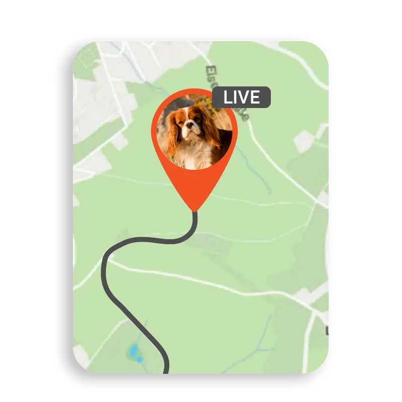 Une image illustrant la position dun chien