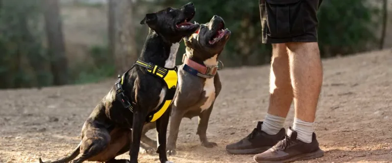 Deux chiens assis devant leur maitre avec chacun un collier GPS chien chasse