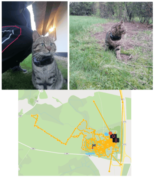 Un traceur GPS chat de PAJ porte sur le cou d'un chat.