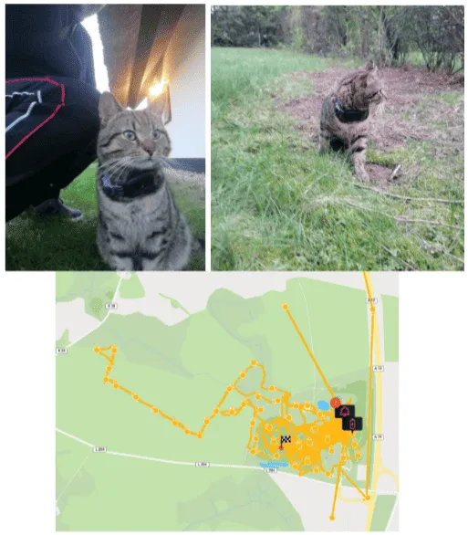 Un traceur GPS chat de PAJ porte sur le cou d'un chat.