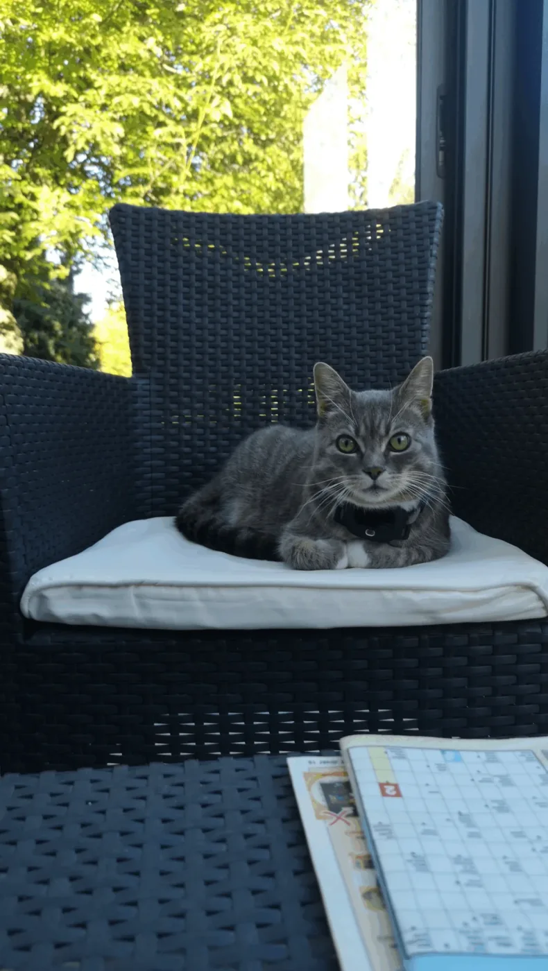 Un chat avec un collier GPS assis sur une chaise regarde vers l avent