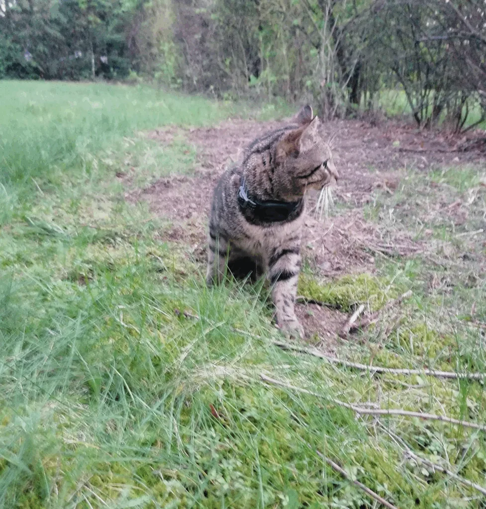 Un chat portant un collier GPS pour chat de PAJ autour du cou en plein air