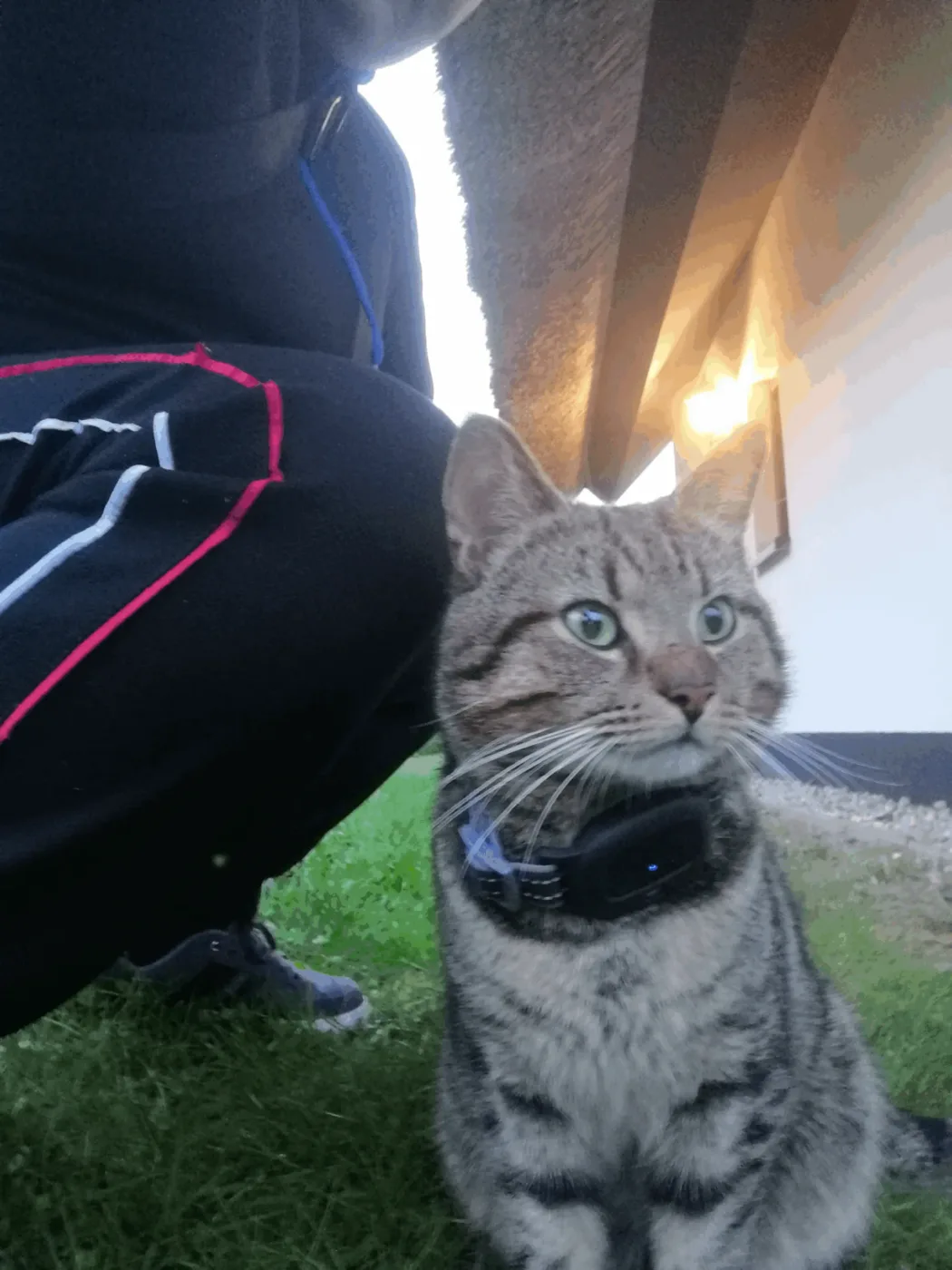 Un chat portant un collier GPS pour chat de PAJ autour du cou est assis devant son maitre.