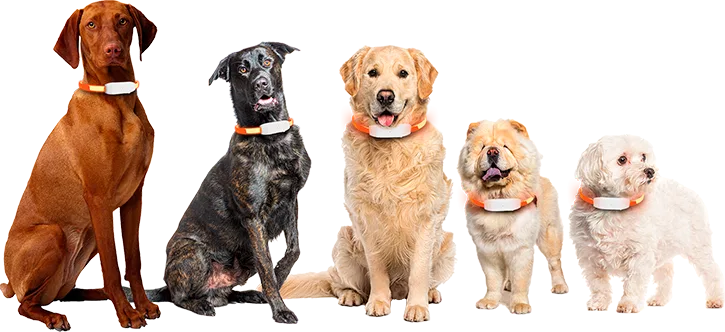 Des chiens de differentes tailles avec le collier lumineux chien de PAJ GPS