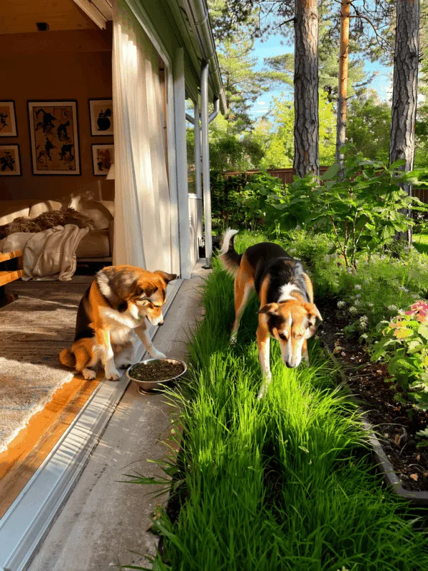 Chien mange de l herbe