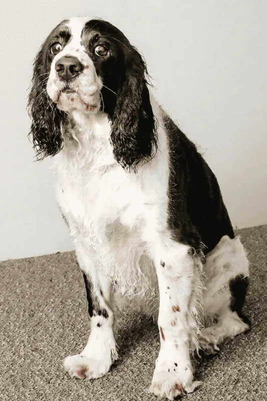 Un chien qui perd des poils dans un salon