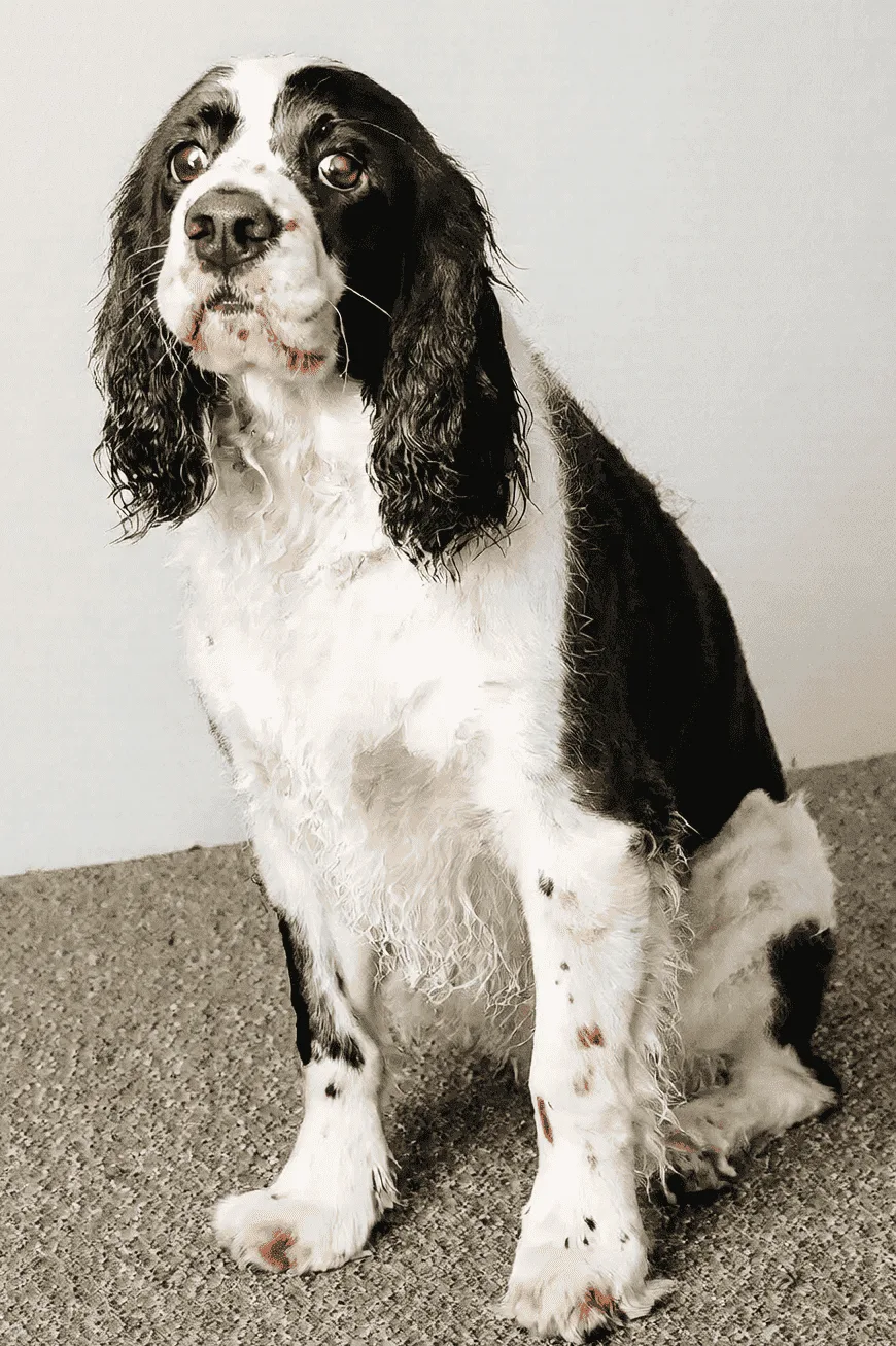 Un chien qui perd des poils dans un salon