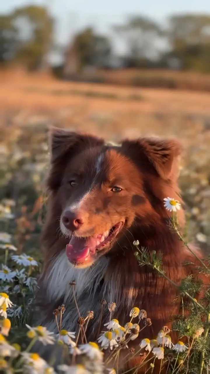 PET FINDER MINI FR @oak.le.aussie