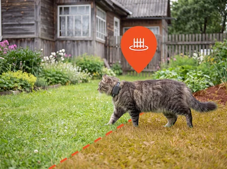 a brown cat moving through lawn