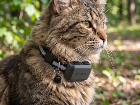 Chat brun assis portant le PAJ Pet Finder
